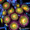 Orange Dots Zoanthids
