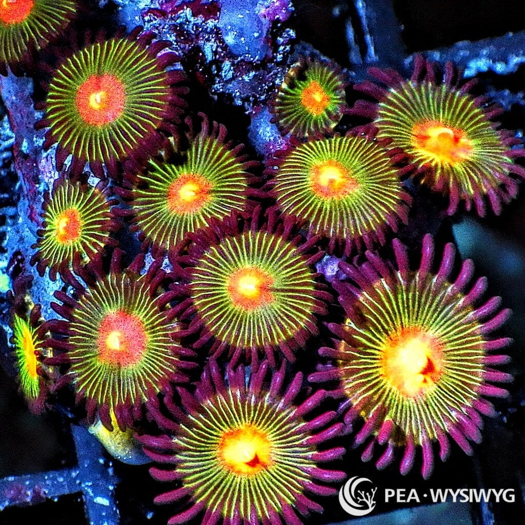 Orange Dots Zoanthids