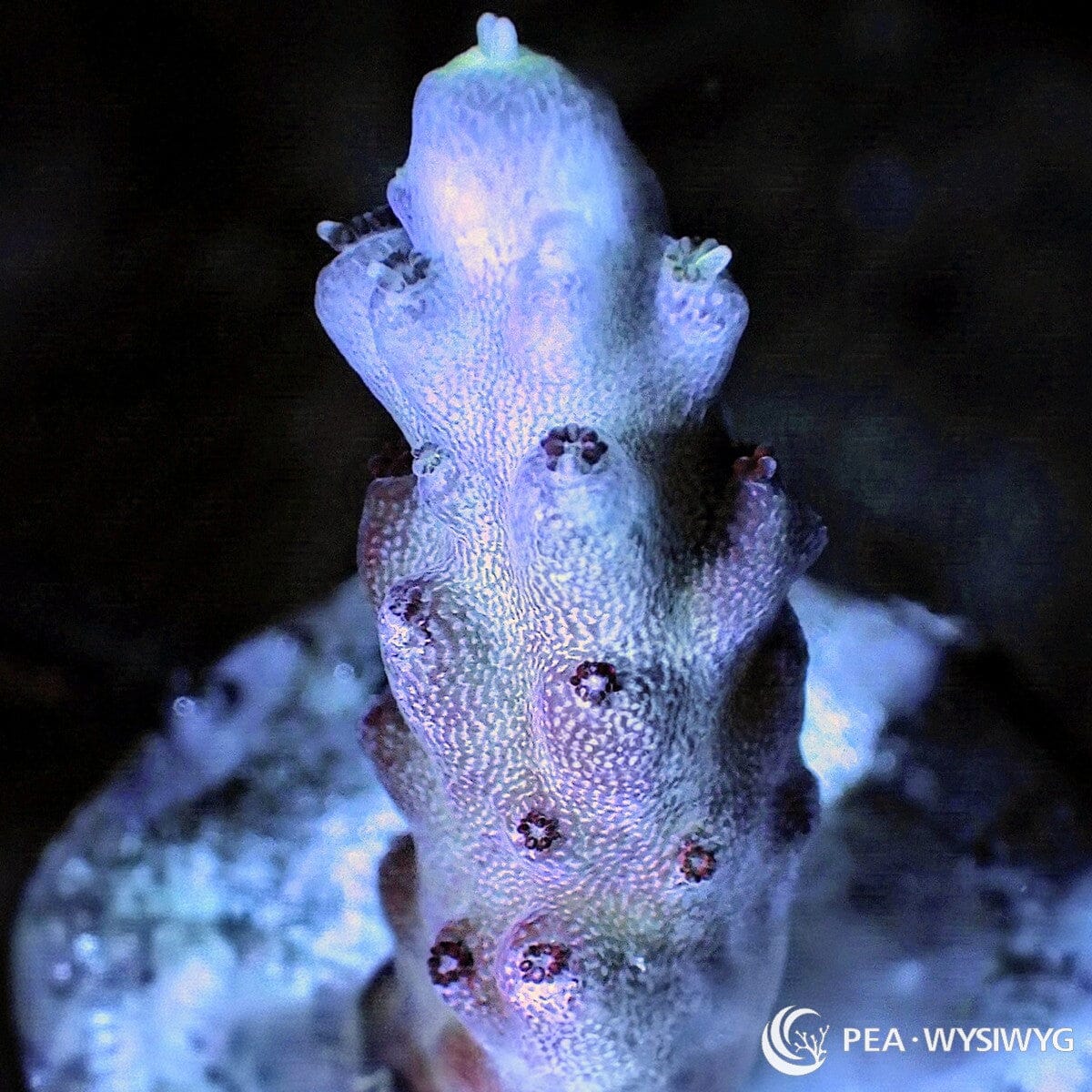 Unicorn Horn Acropora Acropora sp. WYSIWYG coral with pale lavender-blue branches, subtle green tones, and darker purple corallites