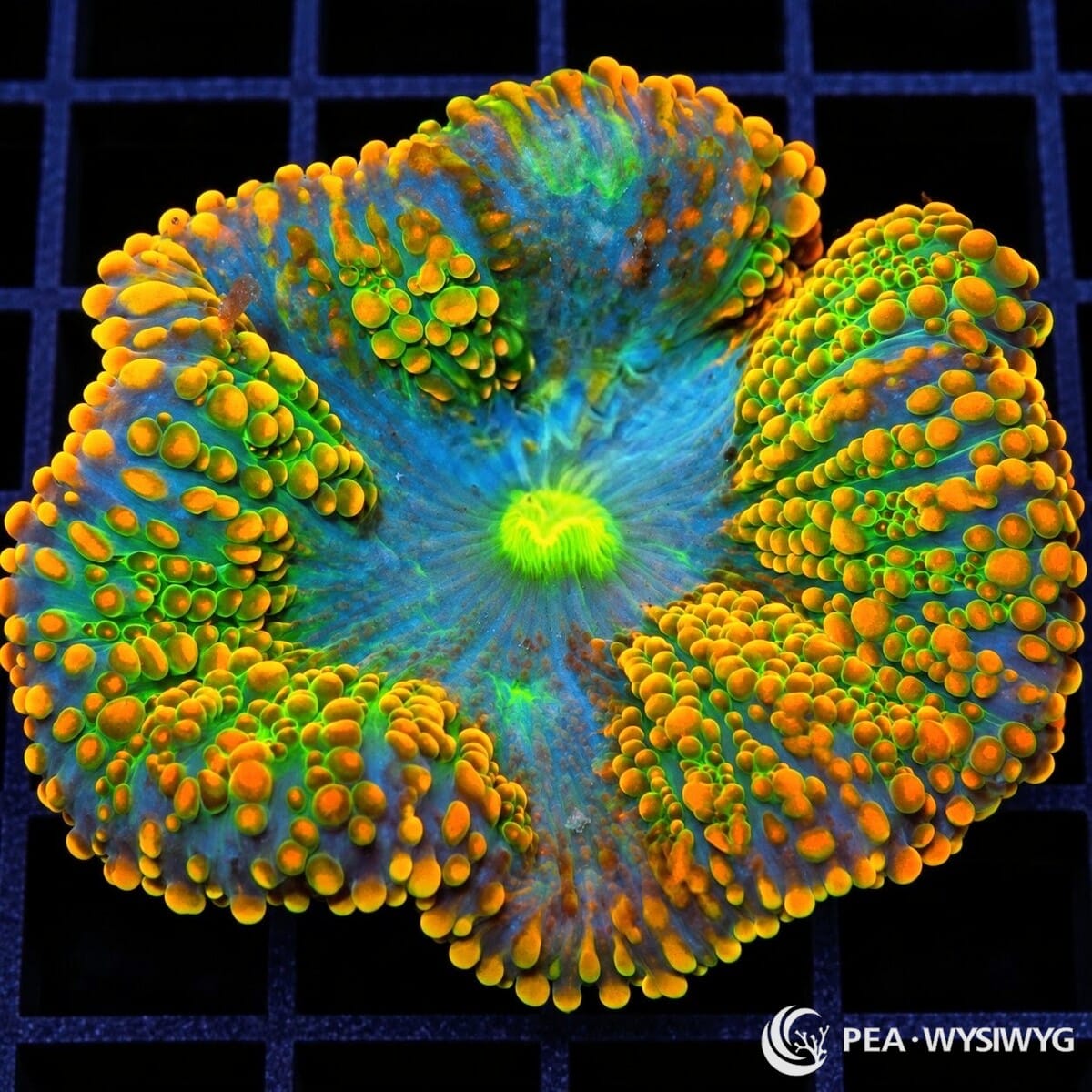 Unusual Superman Ricordea Yuma Ricordea yuma WYSIWYG coral with blue-green tissue, vivid orange vesicles, and fluorescent green highlights