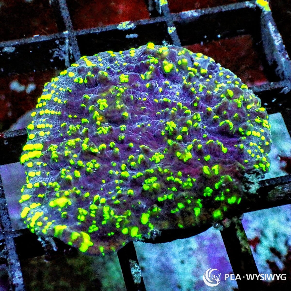 Utter Chaos Chalice Echinophyllia sp. WYSIWYG coral frag with deep purple blue tissue, neon green splatter markings, glowing green highlights, and textured encrusting plating growth