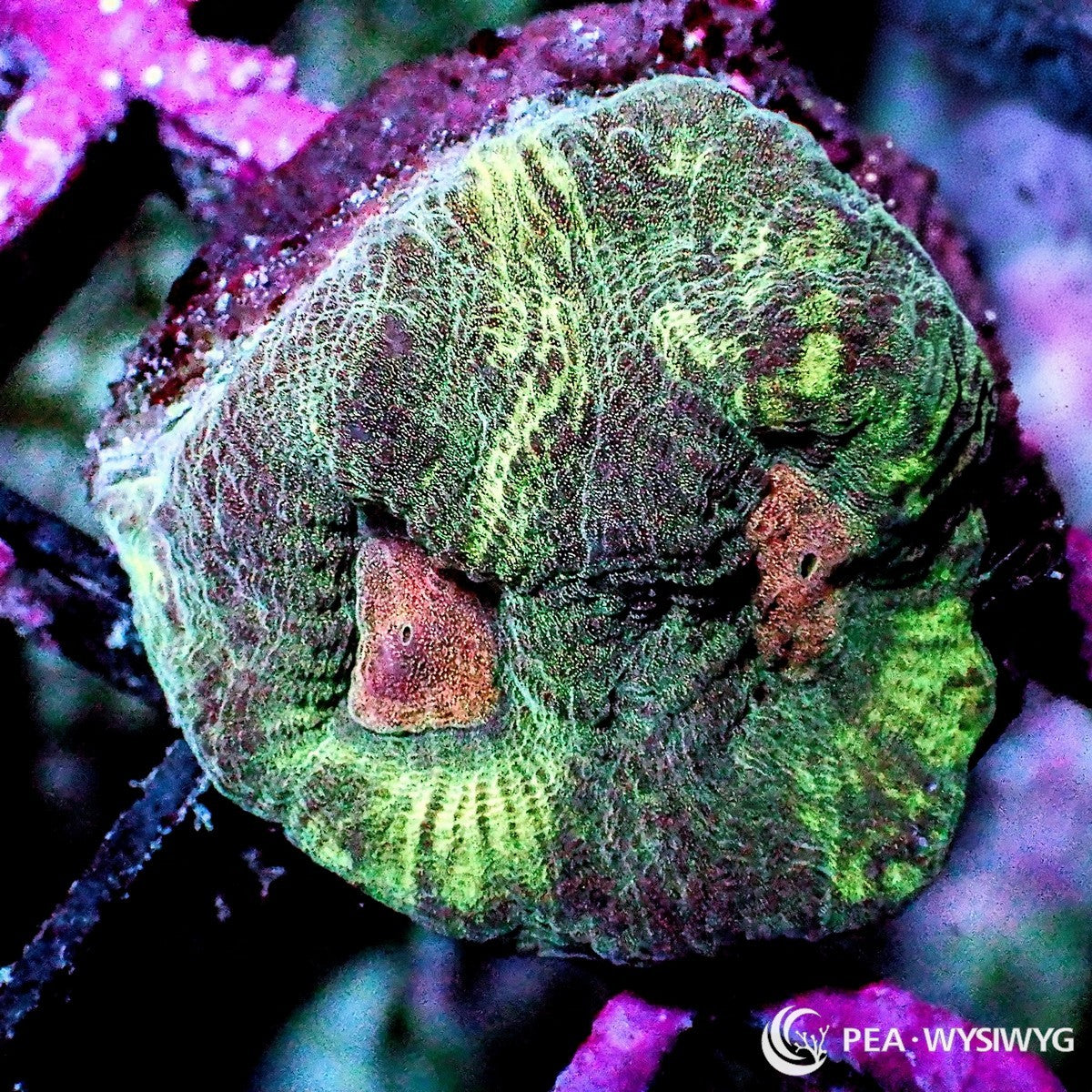 Variegated Orange Moon Favia Dipsastraea sp. WYSIWYG coral frag with green gray tissue, mottled coloration, orange corallite centers, and textured stony growth