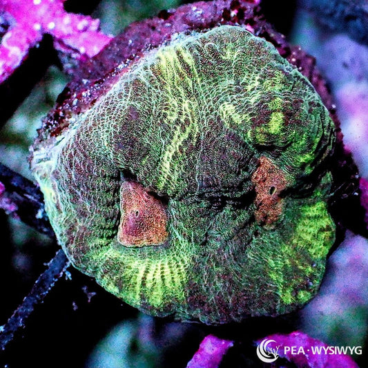 Variegated Orange Moon Favia Dipsastraea sp. WYSIWYG coral frag with green gray tissue, mottled coloration, orange corallite centers, and textured stony growth