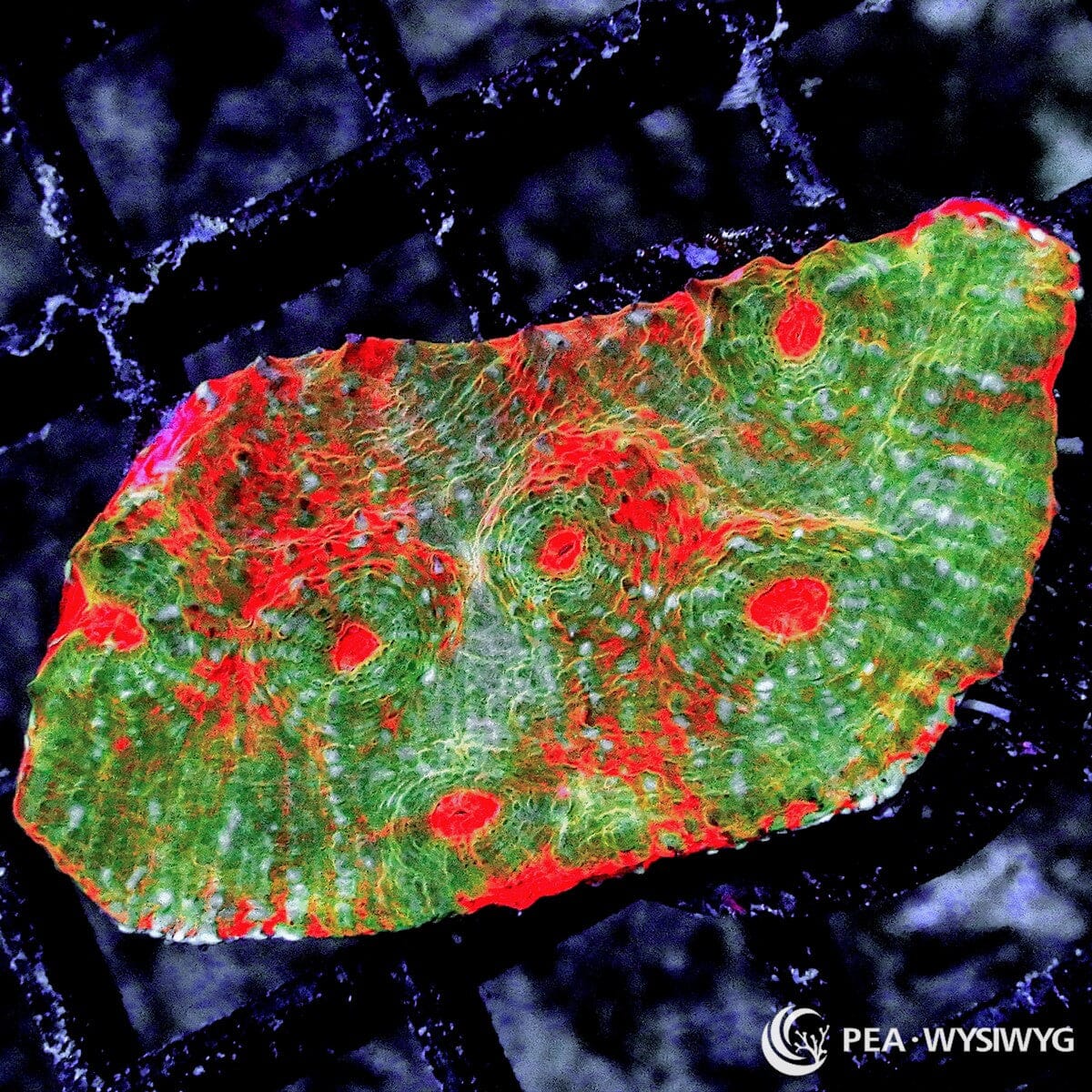 Variegated Red Orange Acan Echinata Acanthastrea echinata WYSIWYG premium LPS coral frag