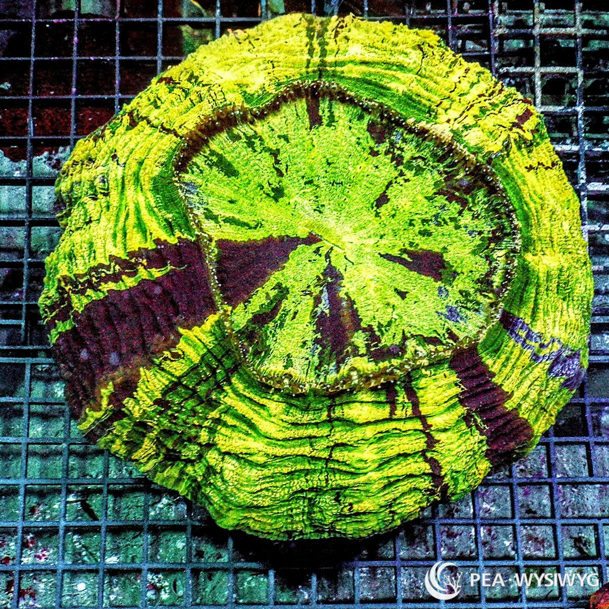 Variegated Ultra Acanthophyllia Acanthophyllia deshayesiana WYSIWYG LPS coral with neon green tissue and dark maroon variegation