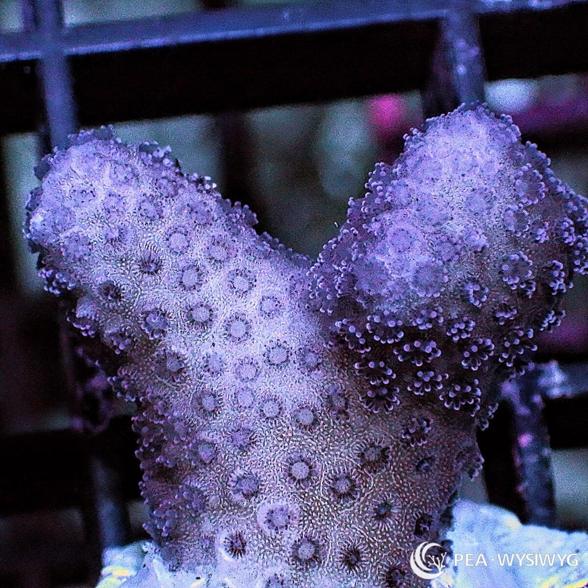 Violet Stylophora Stylophora sp. WYSIWYG coral frag with violet branching growth and dense polyp extension