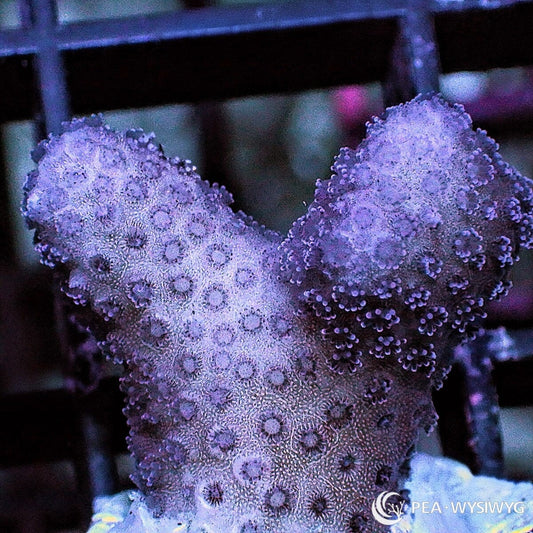 Violet Stylophora Stylophora sp. WYSIWYG coral frag with violet branching growth and dense polyp extension
