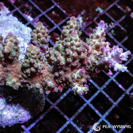 Violet Tip Chunky Staghorn Acropora Acropora sp. WYSIWYG coral frag with chunky branching growth, green tan branches, and violet lavender tips