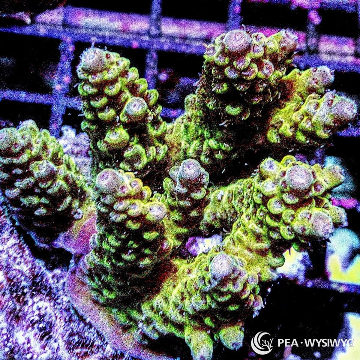 Violet Tip Green Yellow Chunky Table Acropora Acropora sp. WYSIWYG coral frag with green yellow branches, violet lavender tips, and chunky table growth