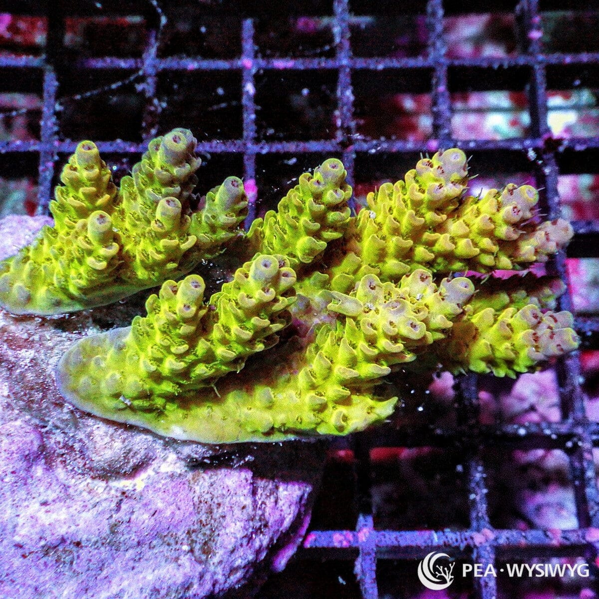 Violet Tip Green Yellow Slimer Chunky Table Acropora Acropora sp. WYSIWYG coral frag with green yellow branches, pale violet tips, and chunky table growth