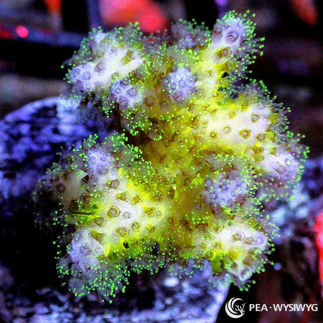 Violet Tip Lemon Lime Pocillopora SPS coral with bright green polyps and pale violet tips, WYSIWYG under $25 coral frag