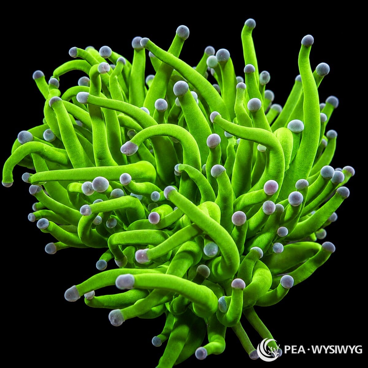 WYSIWYG Violet Tip Torch Euphyllia coral with bright green tentacles and violet-gray tips
