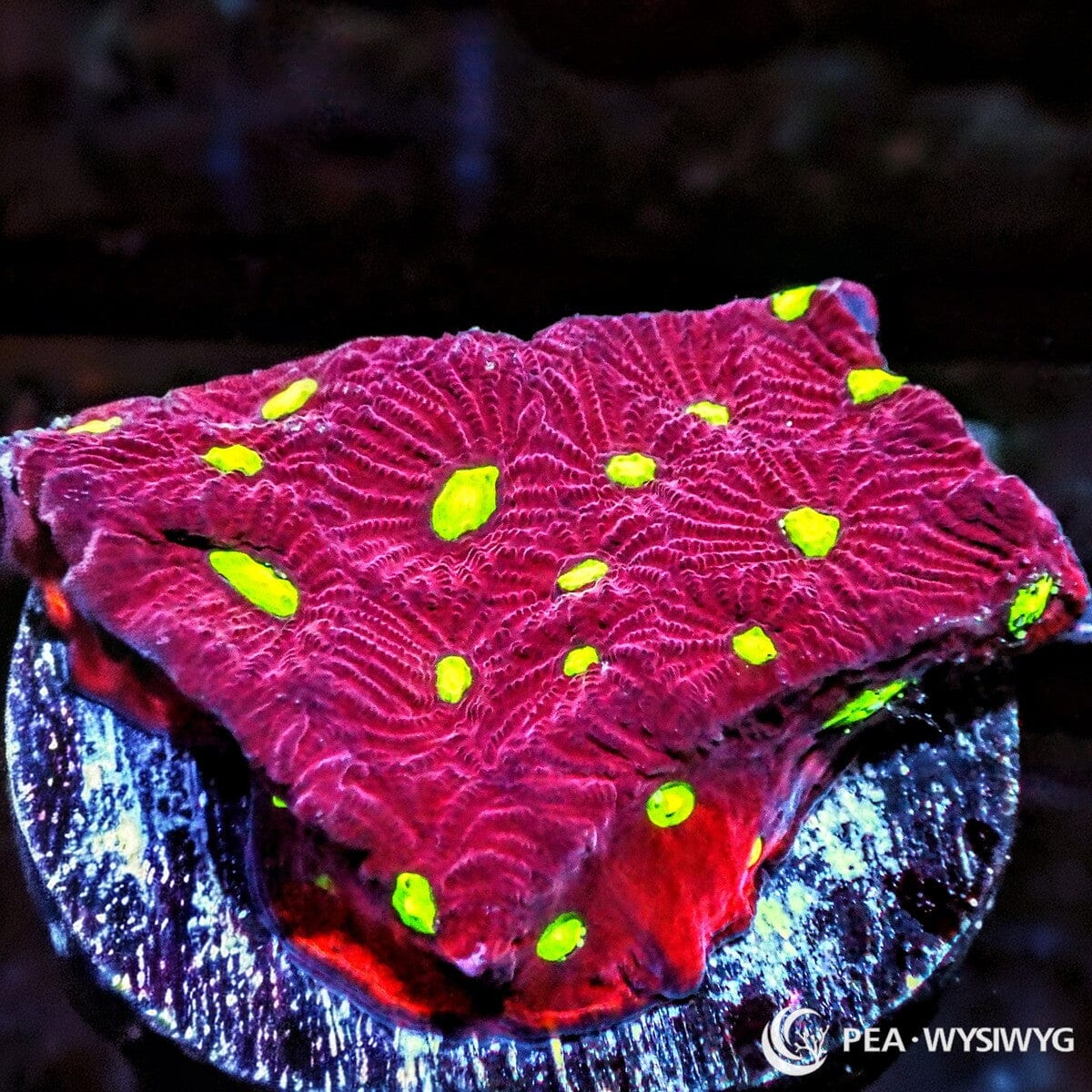 War Coral Favites LPS coral with red body and bright green eyes, WYSIWYG under $25 reef coral frag