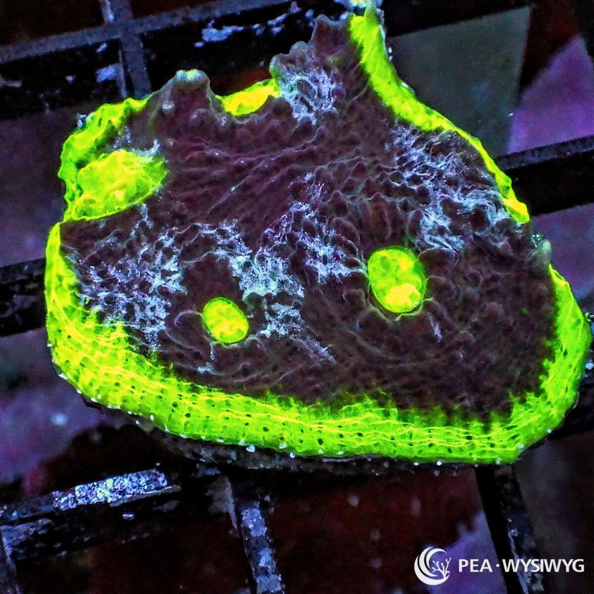 Watermelon Chalice Echinophyllia sp. WYSIWYG coral frag with deep purple burgundy tissue, neon green rim, bright green mouths, and textured encrusting plating growth