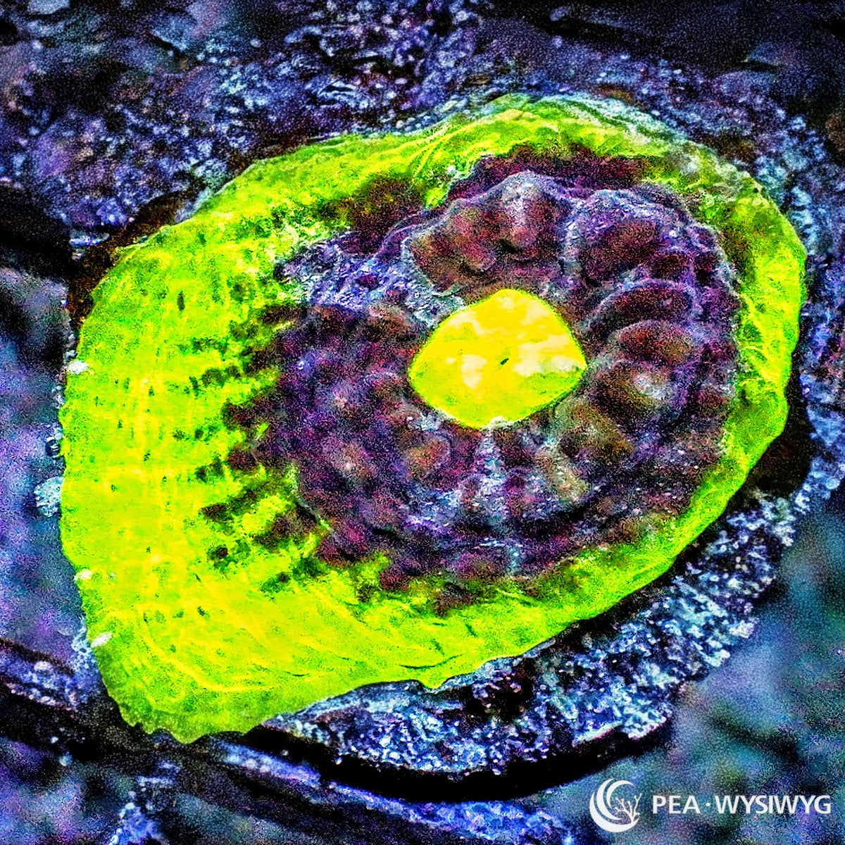 Watermelon Chalice Coral Echinophyllia sp. WYSIWYG LPS coral with neon green rim, purple-red center, and bright yellow-green eye