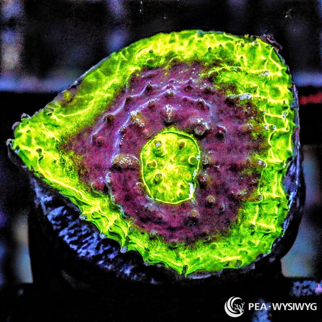Watermelon Chalice LPS coral with bright green rim and purple center, WYSIWYG under $25 coral frag
