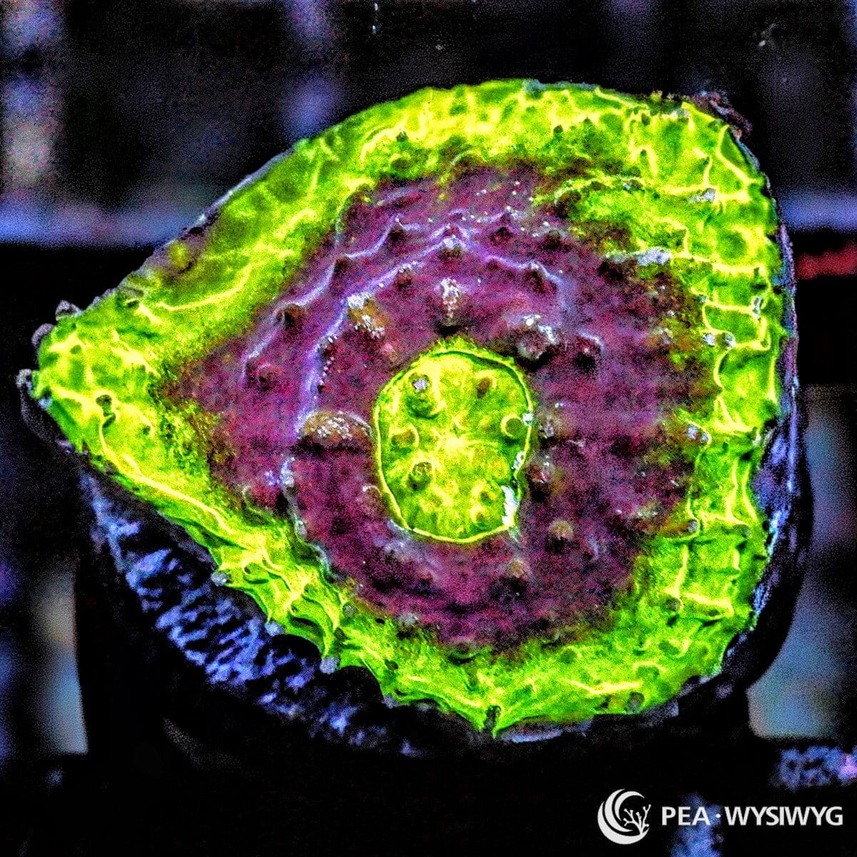 Watermelon Chalice LPS coral with bright green rim and purple center, WYSIWYG under $25 coral frag