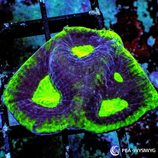 Watermelon Favia Dipsastraea sp. WYSIWYG coral frag with purple burgundy tissue, neon green rim, bright green mouth centers, and encrusting stony growth