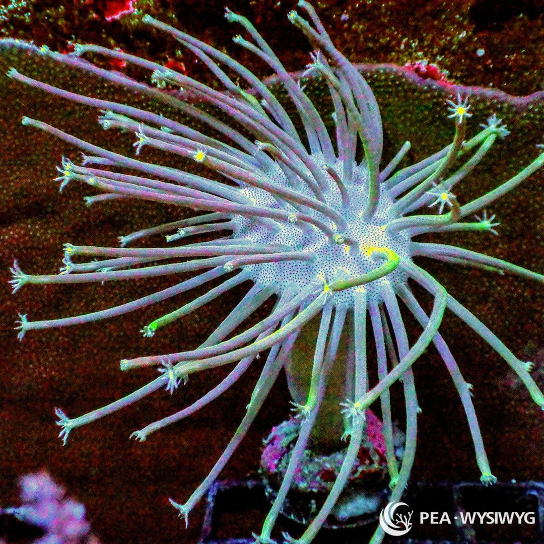Weeping Willow Toadstool Leather WYSIWYG soft coral with long flowing polyps and pale green-blue coloration