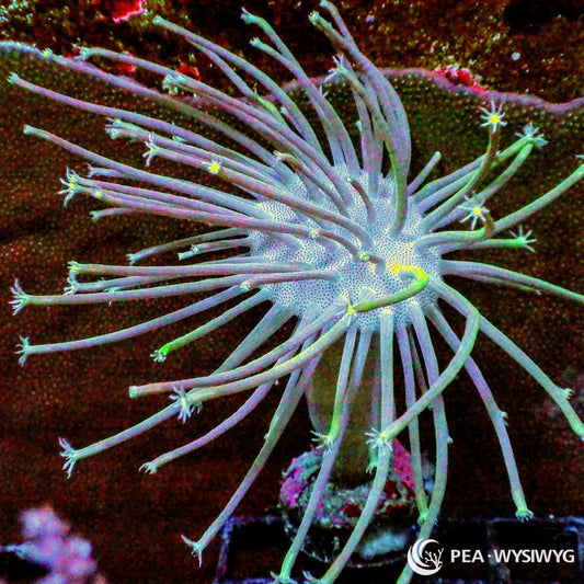 Weeping Willow Toadstool Leather WYSIWYG soft coral with long flowing polyps and pale green-blue coloration