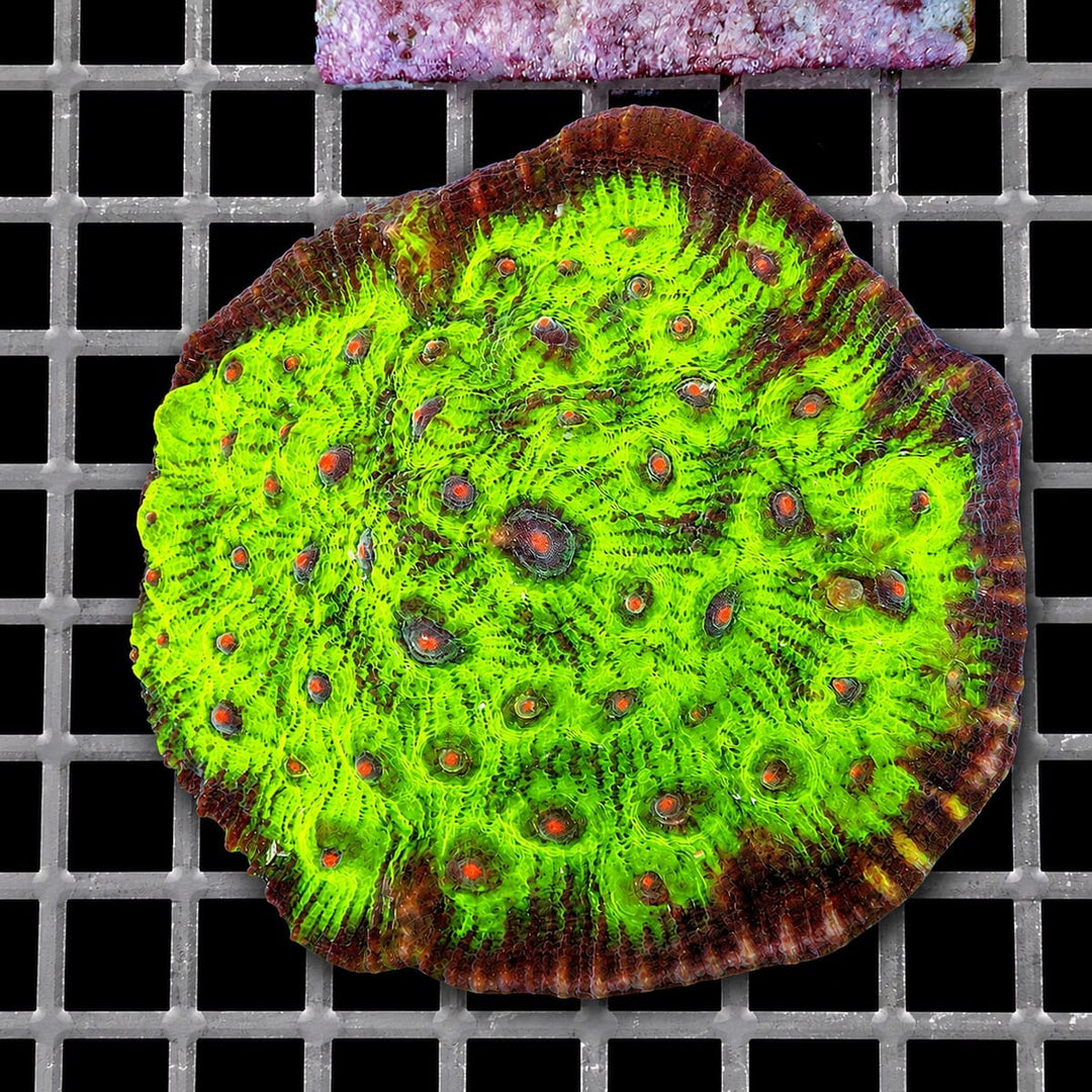 When Planets Collide Chalice Echinophyllia species WYSIWYG LPS coral colony