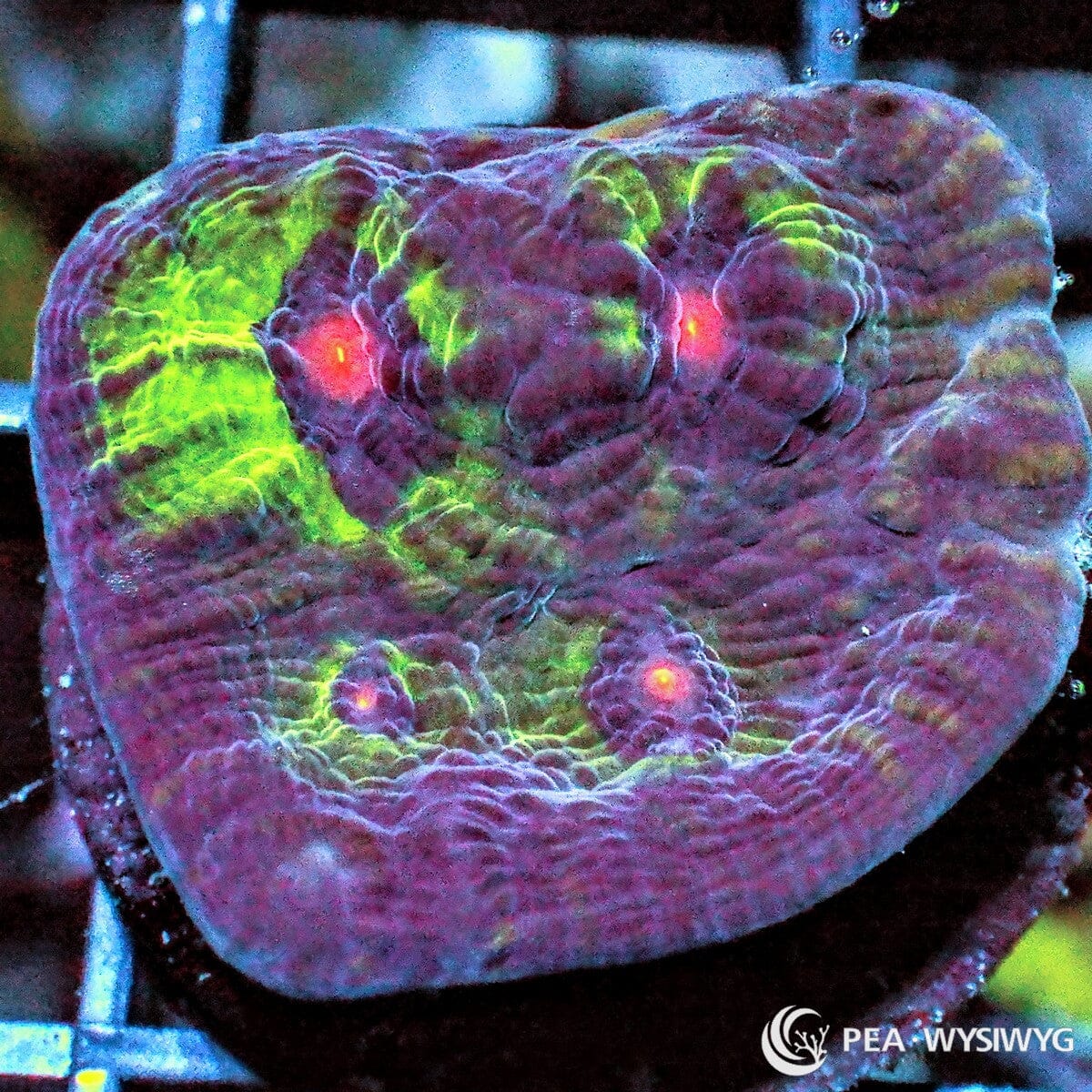 When Planets Collide Chalice Echinophyllia sp. WYSIWYG coral frag with purple tissue, fluorescent green markings, and red-orange eyes