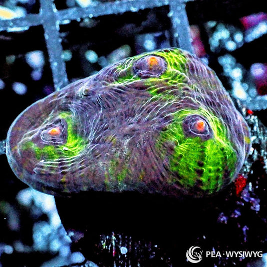 When Planets Collide Chalice Echinophyllia species WYSIWYG Under $25 coral frag