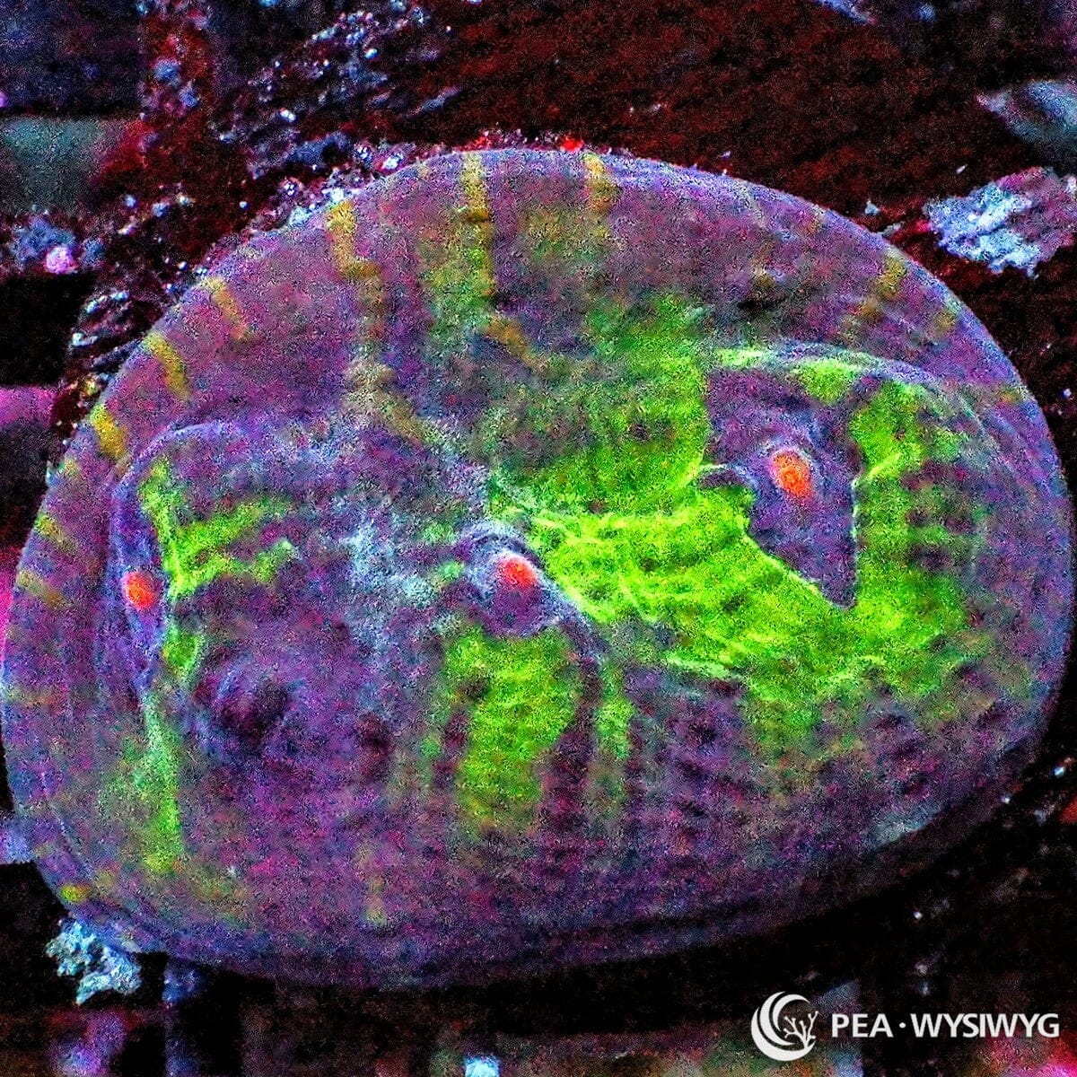 When Planets Collide Chalice coral with green, purple, and orange eye coloration, WYSIWYG under $25 LPS coral frag