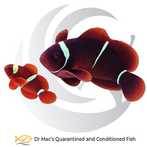 White Stripe Maroon Clownfish pair Amphiprion biaculeatus with large dark maroon female and smaller red-orange male on black background