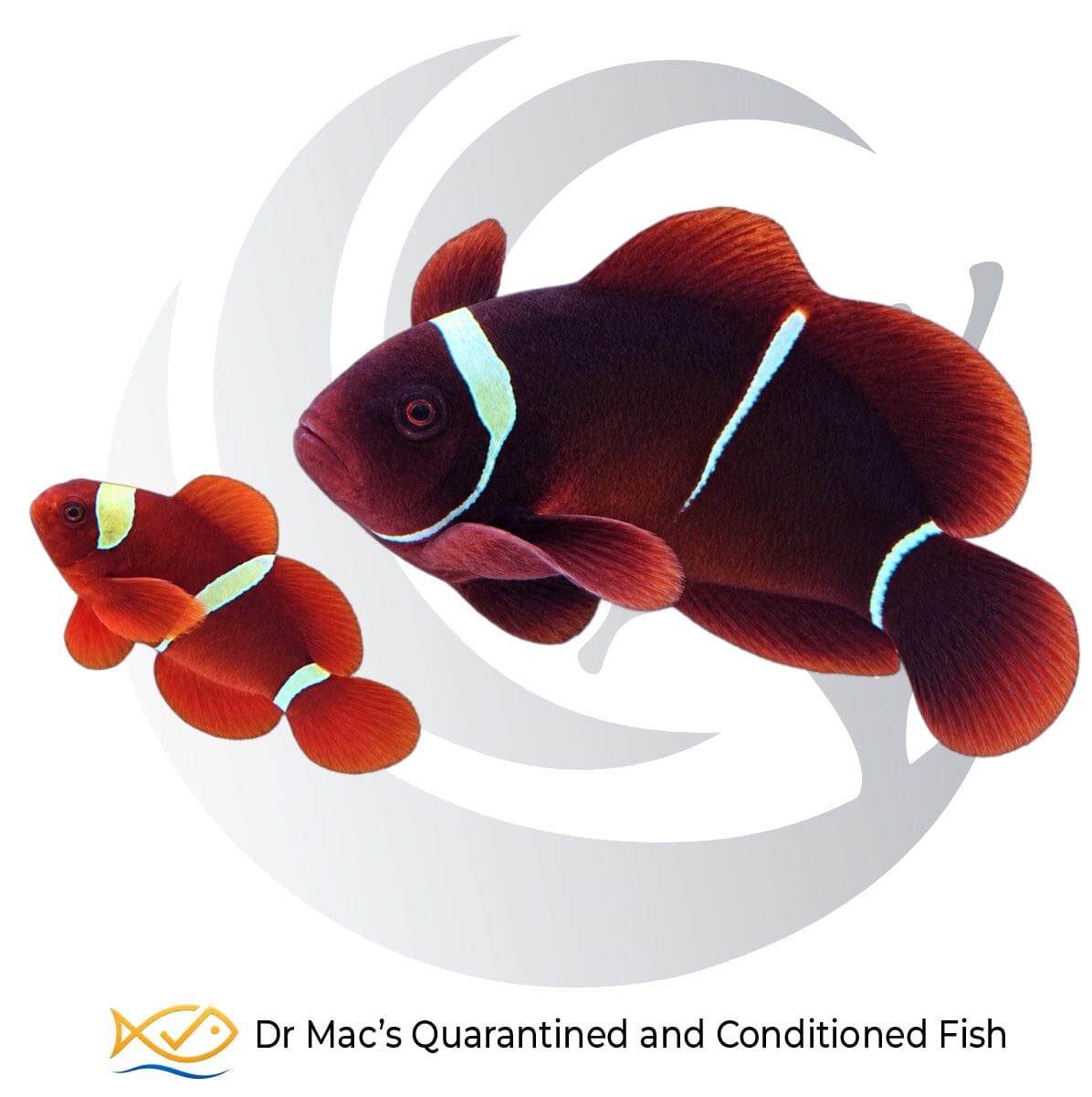 White Stripe Maroon Clownfish pair Amphiprion biaculeatus with large dark maroon female and smaller red-orange male on black background
