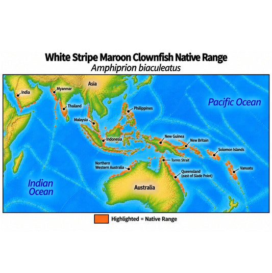 Native range map of White Stripe Maroon Clownfish (Amphiprion biaculeatus), highlighting its Indo-West Pacific distribution from India and Southeast Asia through Indonesia, the Philippines, New Guinea, the Solomon Islands and Vanuatu, with populations across northern Australia.