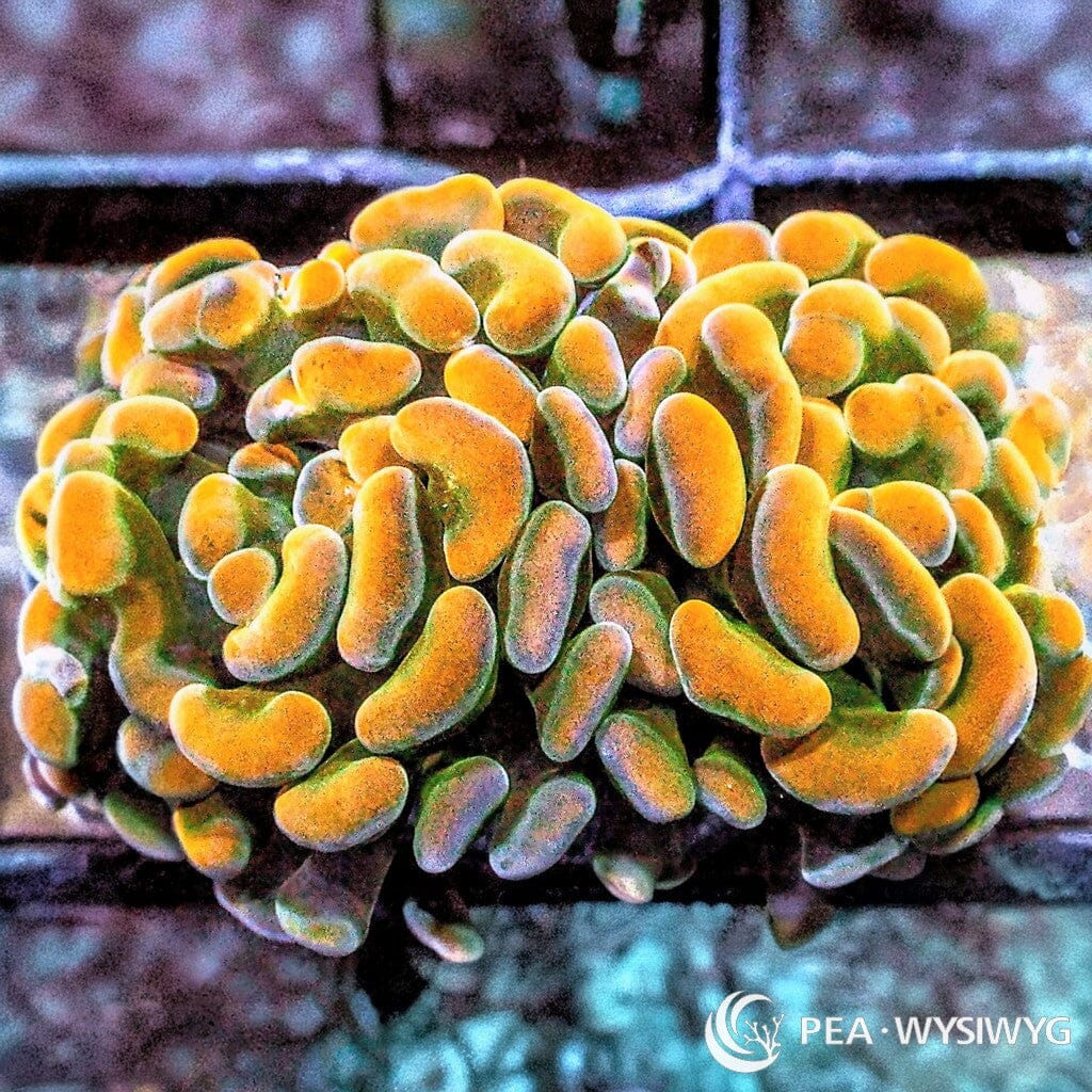 Ultra WYSIWYG Branching Hammer - Green Stem Orange