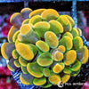 Ultra WYSIWYG Branching Hammer - Green Stem Gold