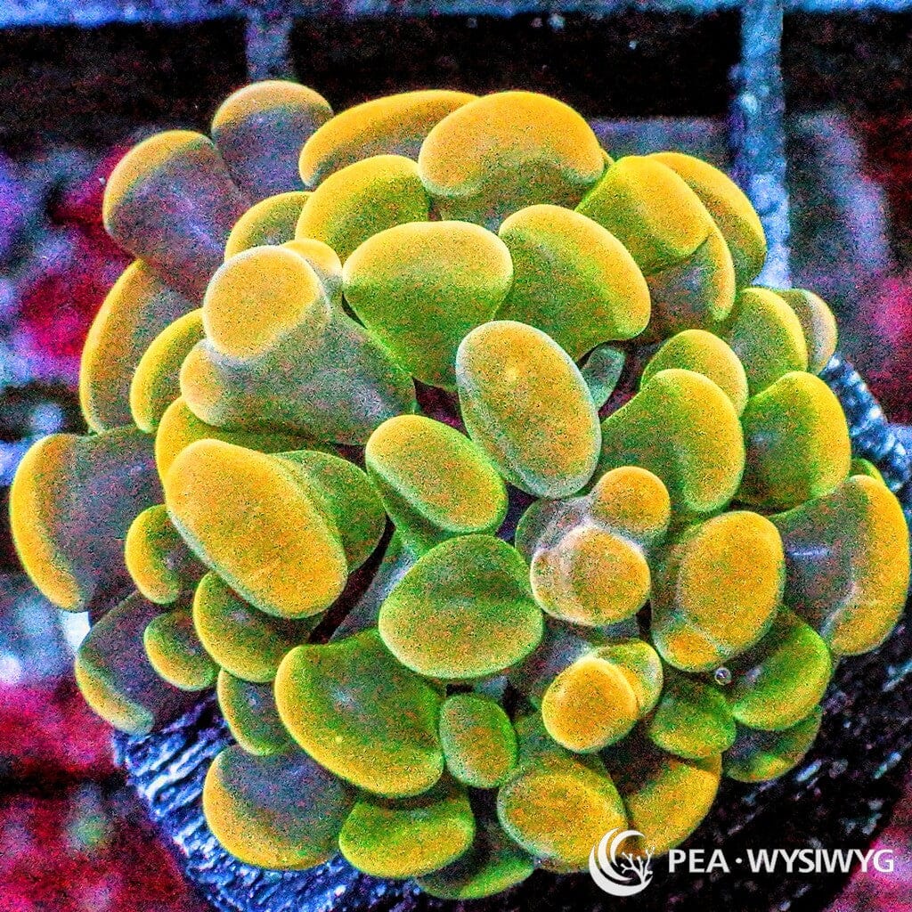 Ultra WYSIWYG Branching Hammer - Green Stem Gold