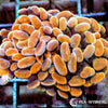 Ultra WYSIWYG Branching Hammer - Orange