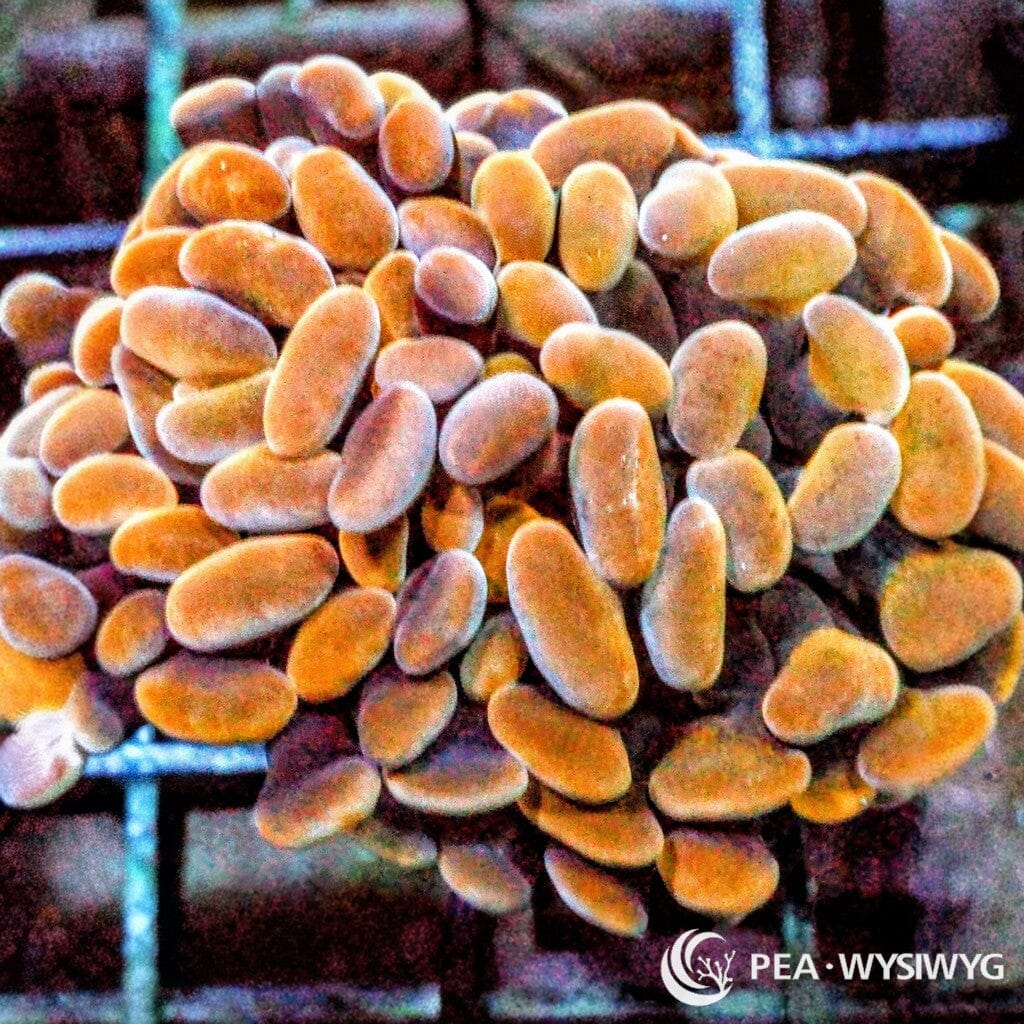 Ultra WYSIWYG Branching Hammer - Orange