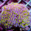 Ultra WYSIWYG Branching Hammer - Purple Tip Lime