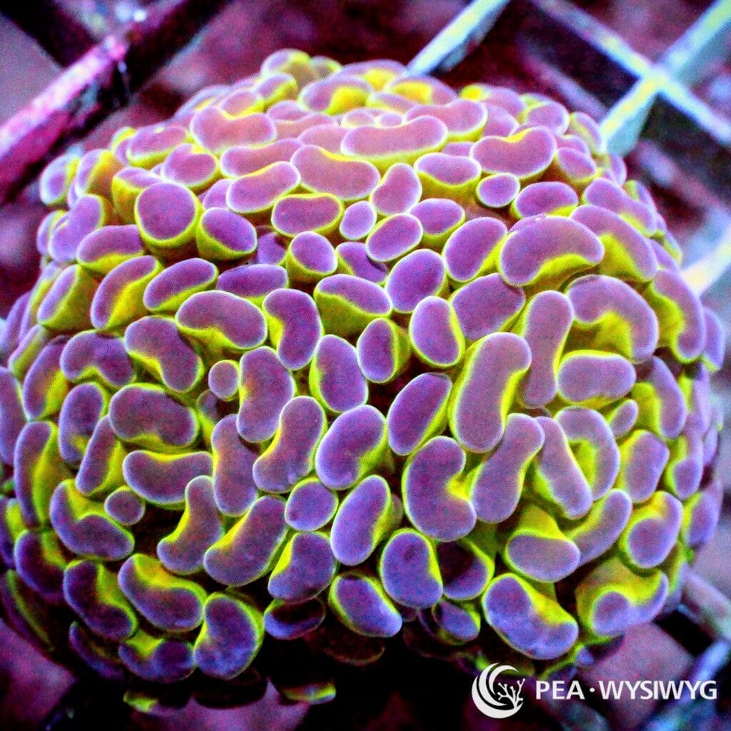 Ultra WYSIWYG Branching Hammer - Purple Tip Lime