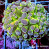 Ultra WYSIWYG Branching Hammer - Purple Tip Lime