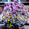 Ultra WYSIWYG Branching Hammer - Purple Tip Lime