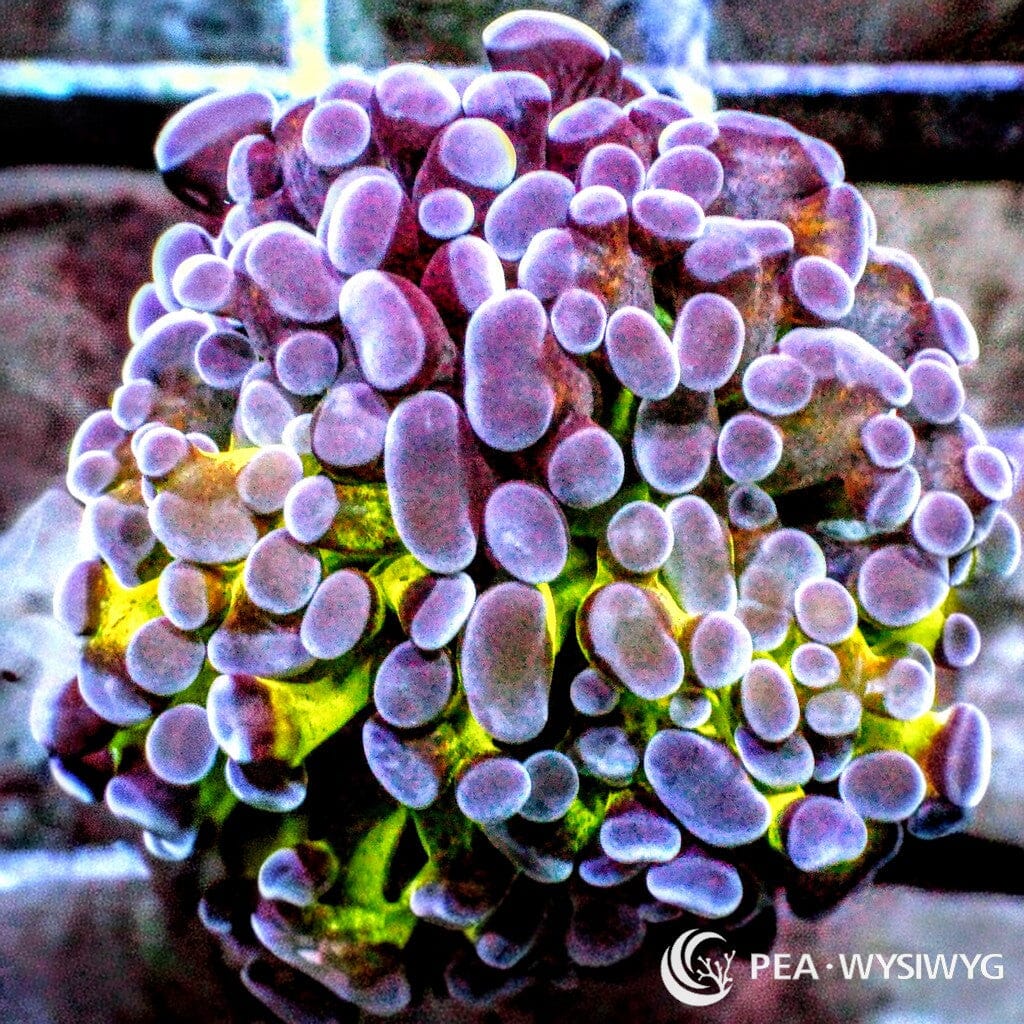 Ultra WYSIWYG Branching Hammer - Purple Tip Lime