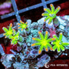 Fireworks Clove Polyps