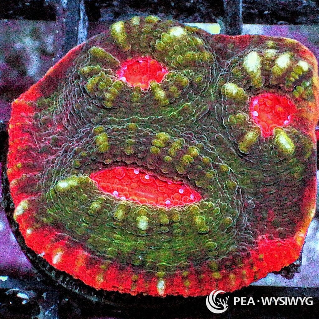 Hot Red Rim Chalice