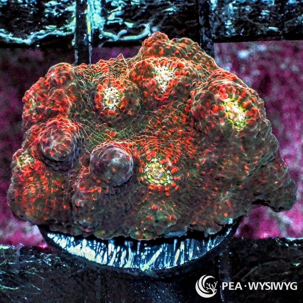 WYSIWYG Frag -  Galaxy Sparkles Chalice