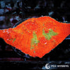 Dr Mac's Collector WYSIWYG Frag - Exploding Orange Chalice