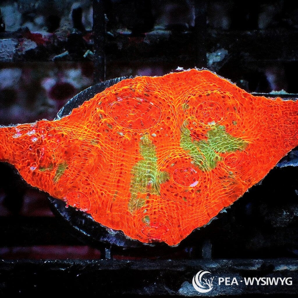 Dr Mac's Collector WYSIWYG Frag - Exploding Orange Chalice
