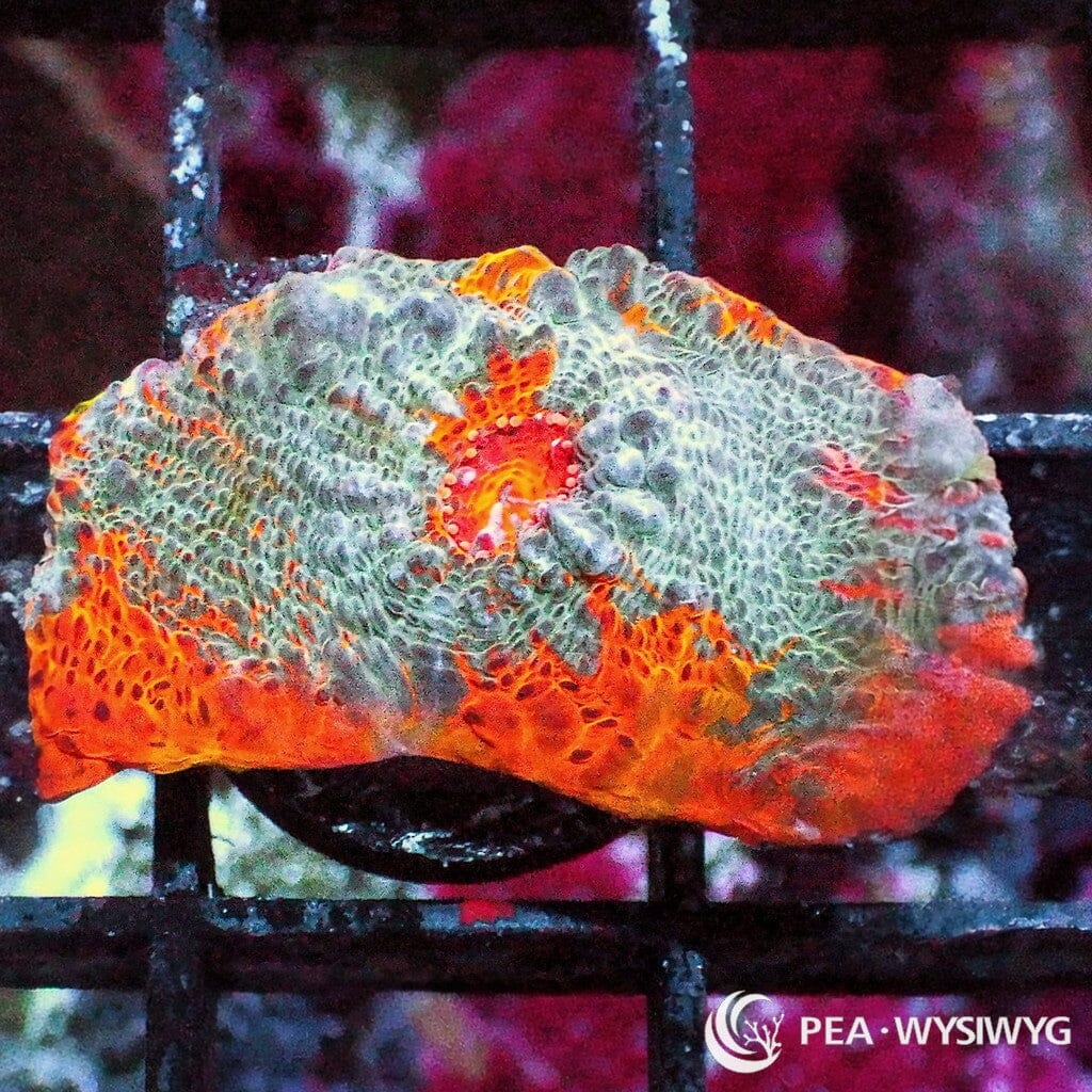 WYSIWYG Frag - Orange-Teal Chalice