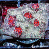 WYSIWYG Frag - Marichino Cherry Chalice