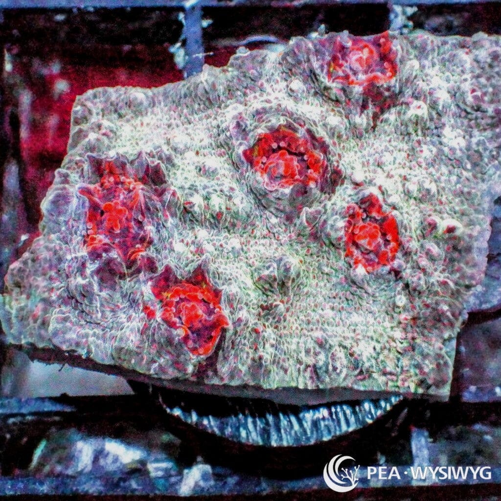 WYSIWYG Frag - Marichino Cherry Chalice