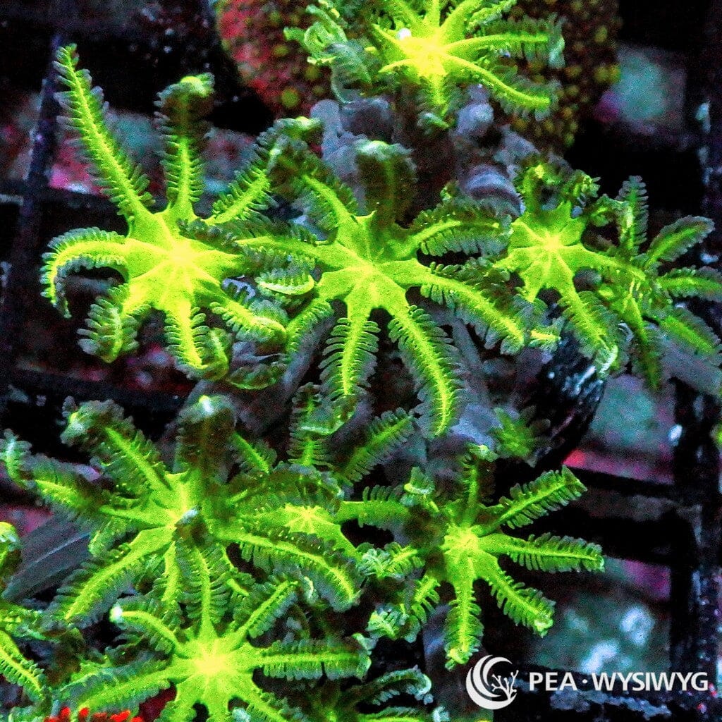Neon Clove Polyps